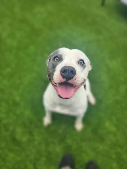 An adult large-sized female Mixed Breed dog named Rhea for adoption in Munster, IN
