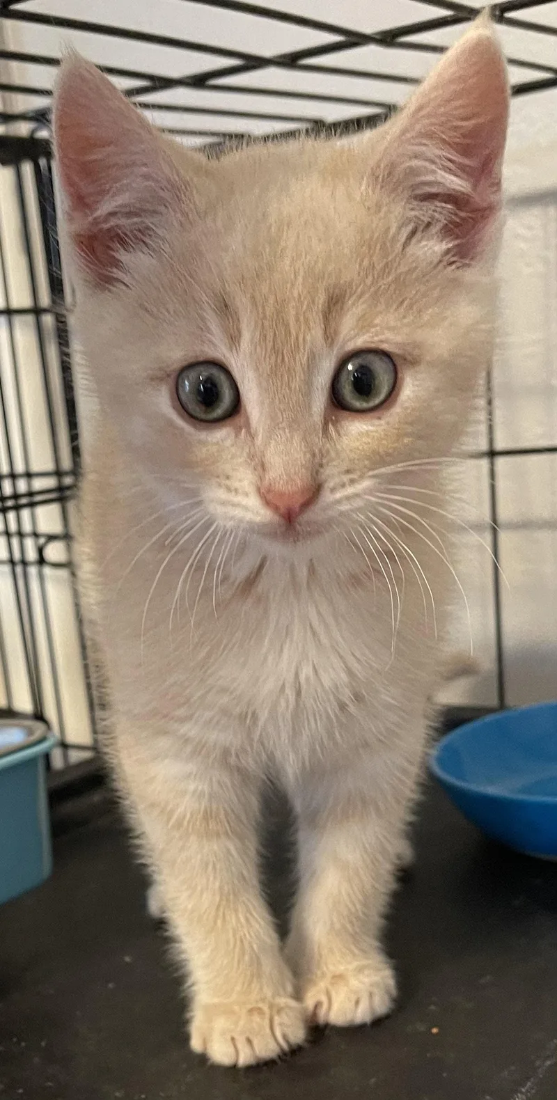 Gully And Sully thumbnail 2