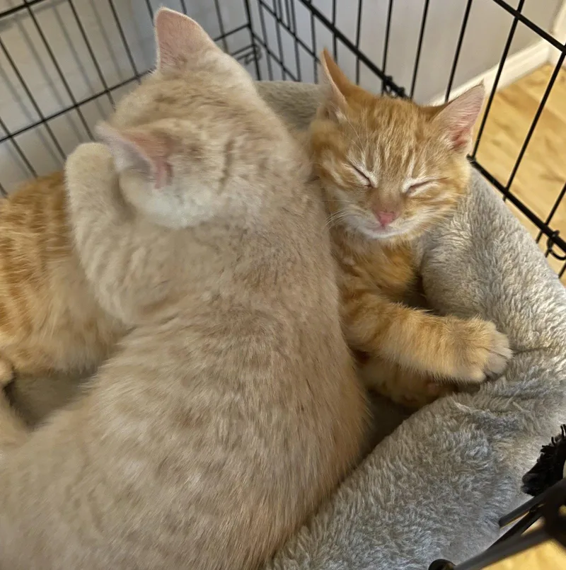 Gully And Sully thumbnail 3