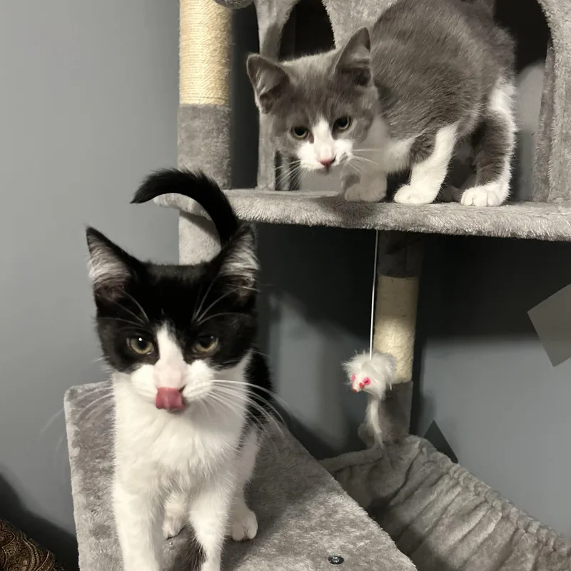 A baby small-sized female Black & White / Tuxedo Domestic Short Hair cat named Jay And Finch for adoption in Canton, MA