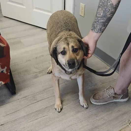 A senior small-sized male Yellow / Tan / Blond / Fawn Chow Chow dog named Kai for adoption in East Smithfield , PA