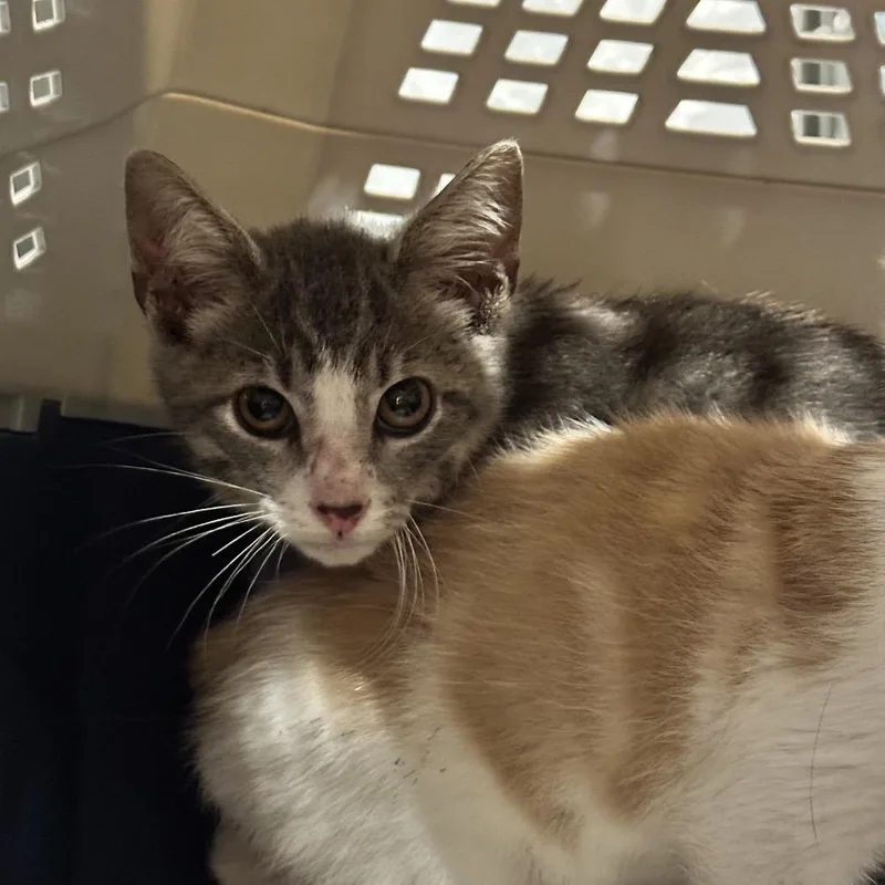 A baby small-sized male Gray / Blue / Silver Domestic Short Hair cat named Sybil for adoption in Chattanooga, TN