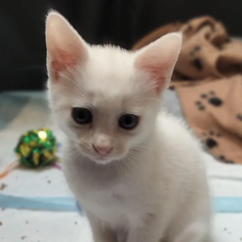 A baby medium-sized female Domestic Medium Hair cat named Basil for adoption in Charlotte, NC