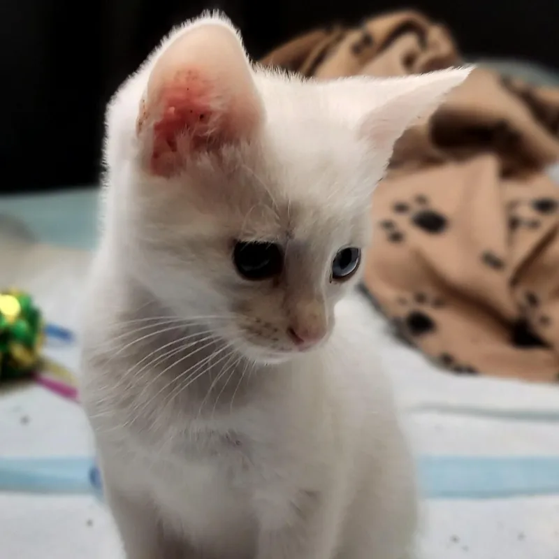 Basil thumbnail 2