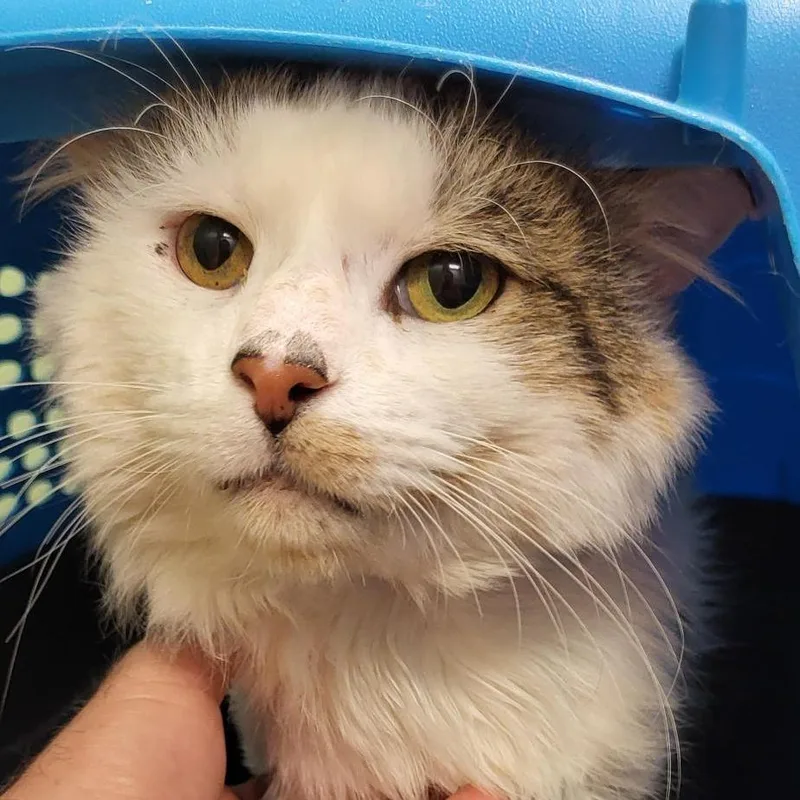 An adult large-sized male Domestic Long Hair cat named Bart for adoption in New York, NY