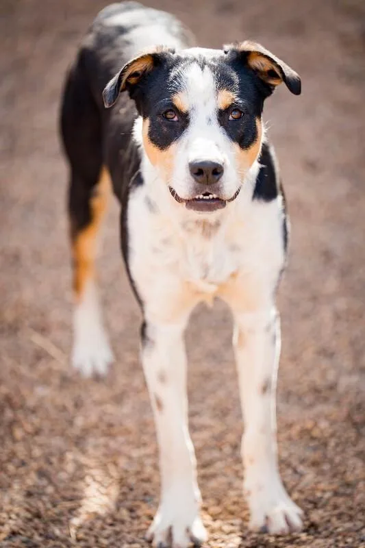 An adult medium-sized male Black Mixed Breed dog named Obi for adoption in Fort Collins, CO