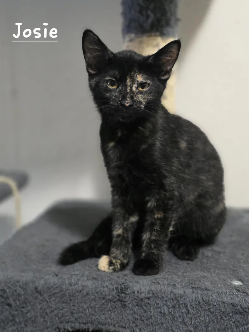 A baby medium-sized female Tortoiseshell Domestic Short Hair cat named Josie for adoption in Battle Creek, MI