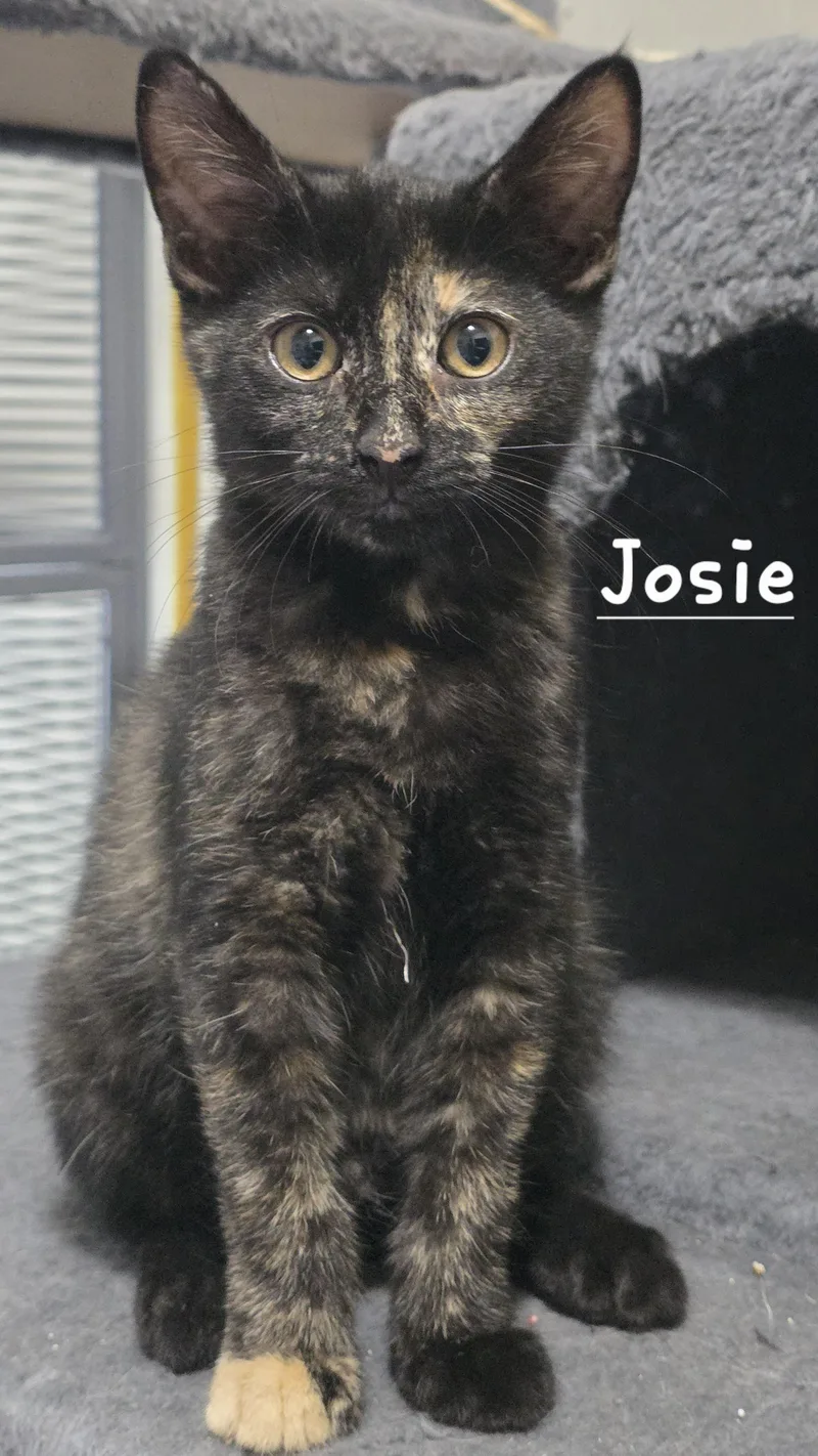 Josie thumbnail 2