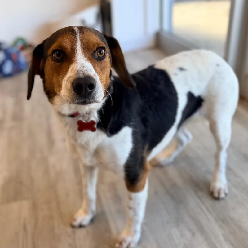 An adult medium-sized male White / Cream Beagle dog named Fred for adoption in Green Bay, WI