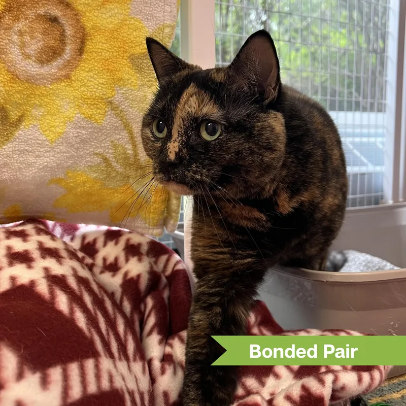 An adult small-sized female Domestic Short Hair cat named Bee for adoption in Reisterstown, MD