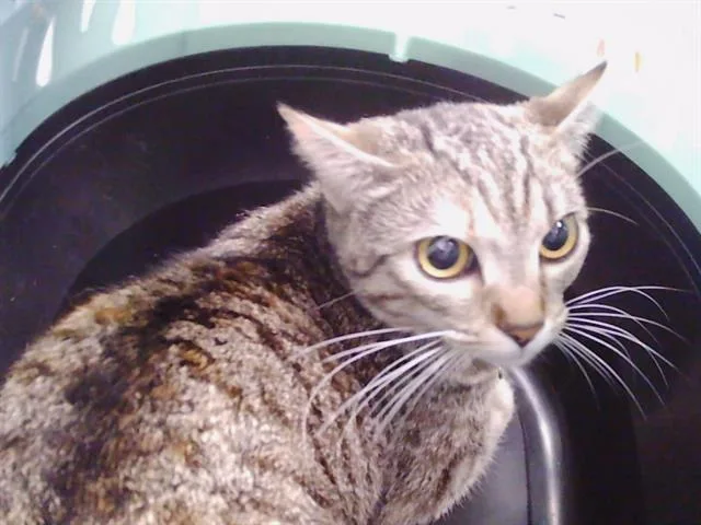 A young medium-sized female Domestic Short Hair cat named Marine for adoption in Charlotte, NC