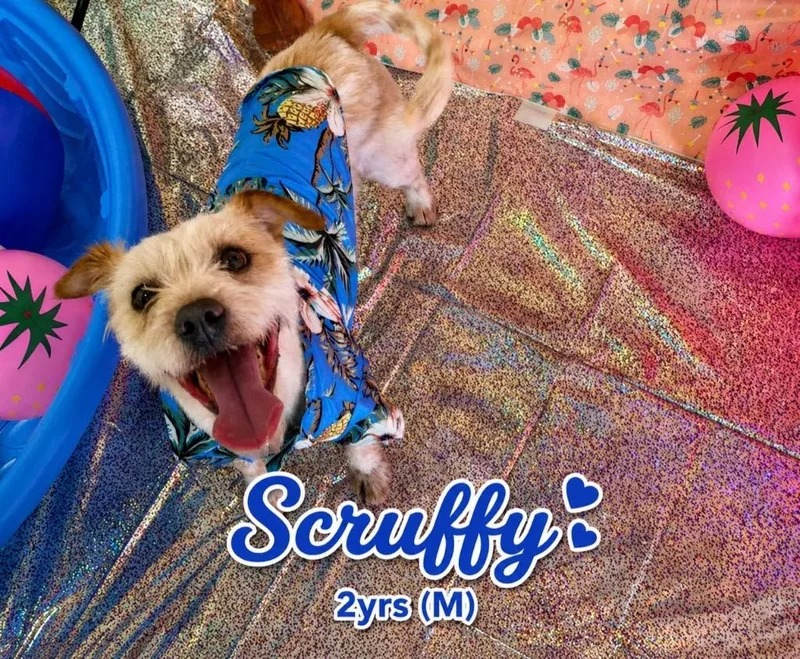 Scruffy thumbnail 2