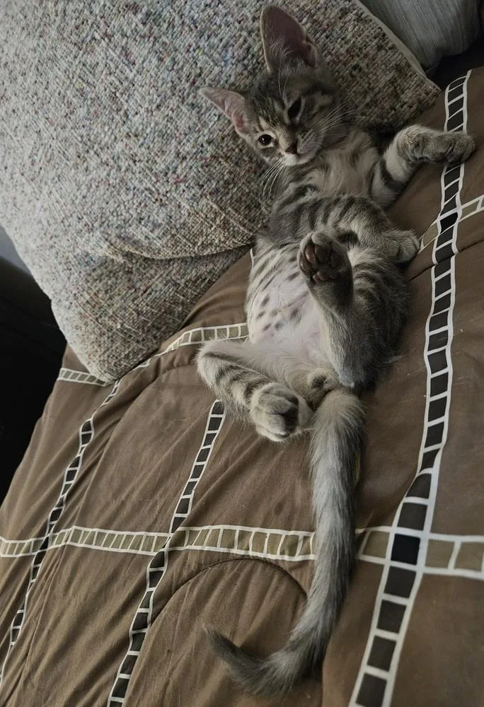 A baby medium-sized female Domestic Short Hair cat named Adeline for adoption in Chicago, IL