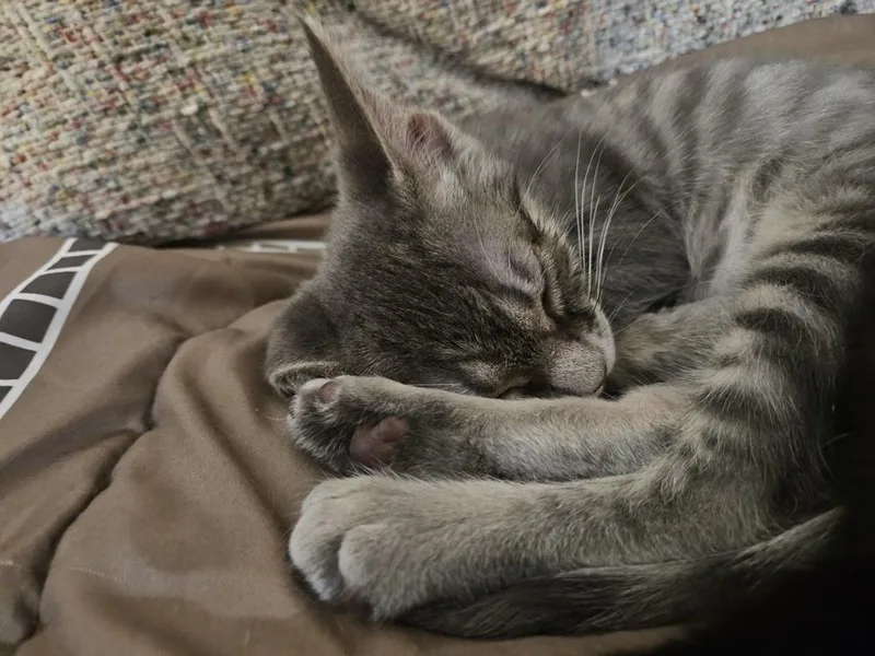 Adeline thumbnail 3