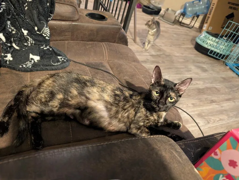 A young medium-sized female Domestic Short Hair cat named Alize for adoption in San Antonio, TX