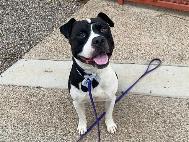 A young large-sized male Pit Bull Terrier dog named Milky Way for adoption in Phoenix, AZ