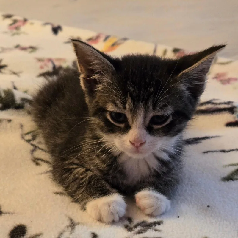 A baby medium-sized female Domestic Short Hair cat named C Litter Charlie for adoption in Livonia, MI