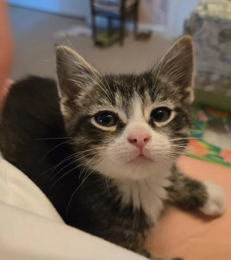 C Litter Charlie thumbnail 2
