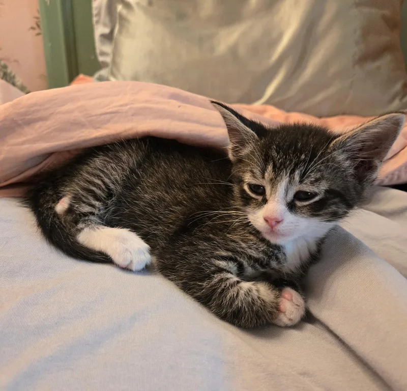 C Litter Charlie thumbnail 3