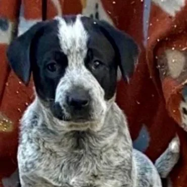 A baby small-sized male Gray / Blue / Silver Australian Cattle Dog / Blue Heeler dog named Chip for adoption in Briarcliff Manor, NY