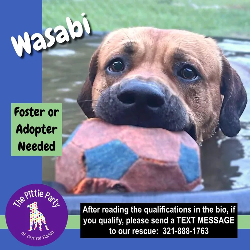 A young large-sized male Hound dog named Wasabi for adoption in Kissimmee, FL