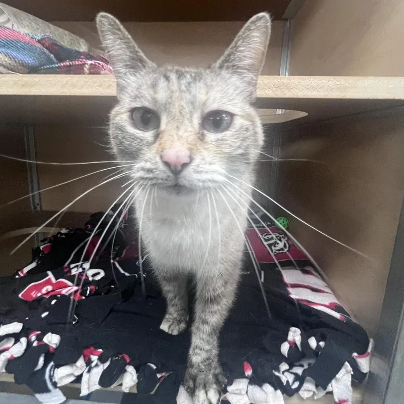 A senior medium-sized female Cream / Ivory Domestic Short Hair cat named Tapper for adoption in Brookfield, WI