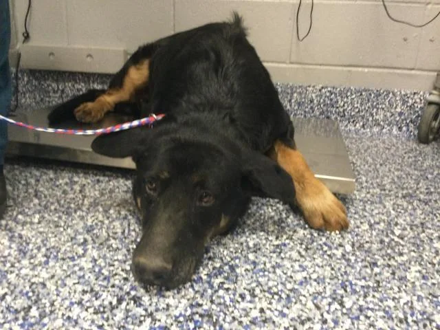 An adult large-sized male Shepherd dog named A for adoption in Thousand Palms, CA