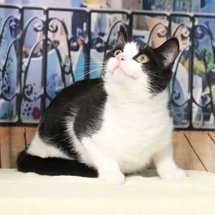A baby medium-sized male Domestic Short Hair cat named Corwin for adoption in West Chester, PA