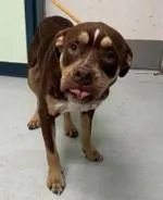 An adult large-sized male Mixed Breed dog named Boomer for adoption in Savannah, GA