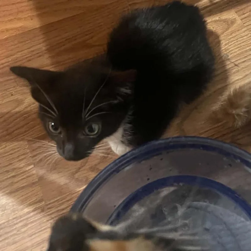 A baby small-sized male American Shorthair cat named Socks for adoption in mount vernon, AR