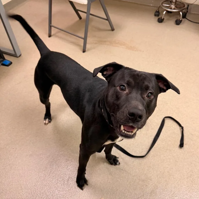 A baby medium-sized male Black Pit Bull Terrier dog named Gomez for adoption in Lynchburg, VA