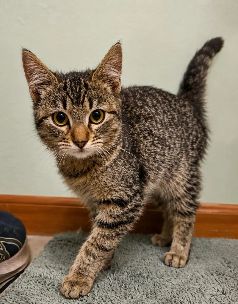 A baby small-sized male Tabby (Brown / Chocolate) Domestic Short Hair cat named Marshall for adoption in Bloomsdale, MO