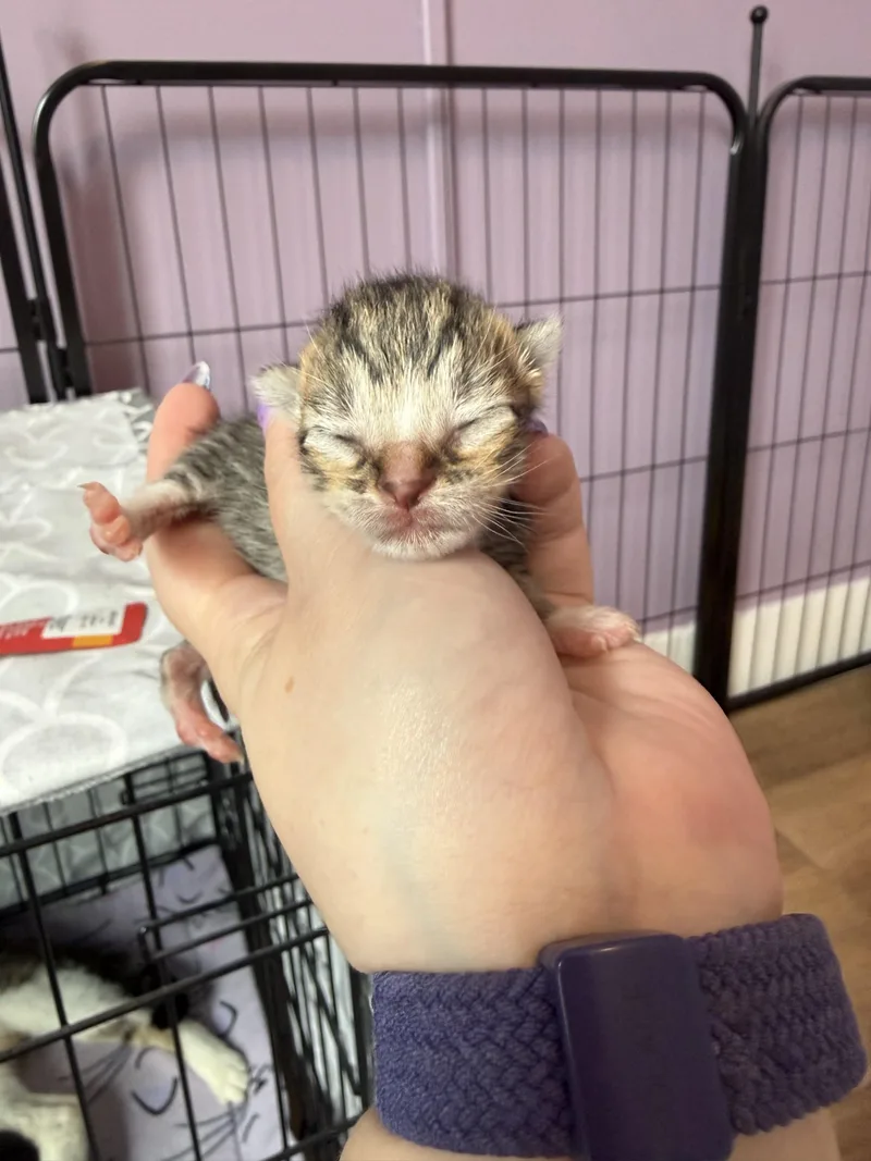 A baby medium-sized male Tabby (Brown / Chocolate) Domestic Short Hair cat named Scooter for adoption in Albany, NY