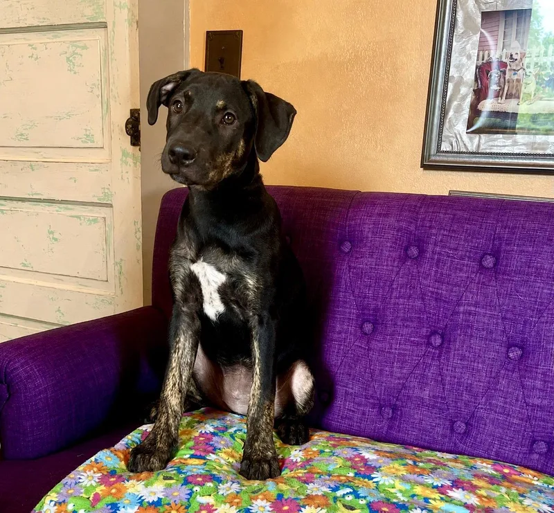 A baby large-sized female Labrador Retriever dog named Petunia Lonestar for adoption in Rockaway, NJ
