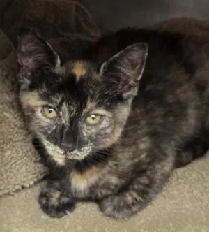 A young small-sized female Tortoiseshell cat named Joy for adoption in North Myrtle Beach, SC