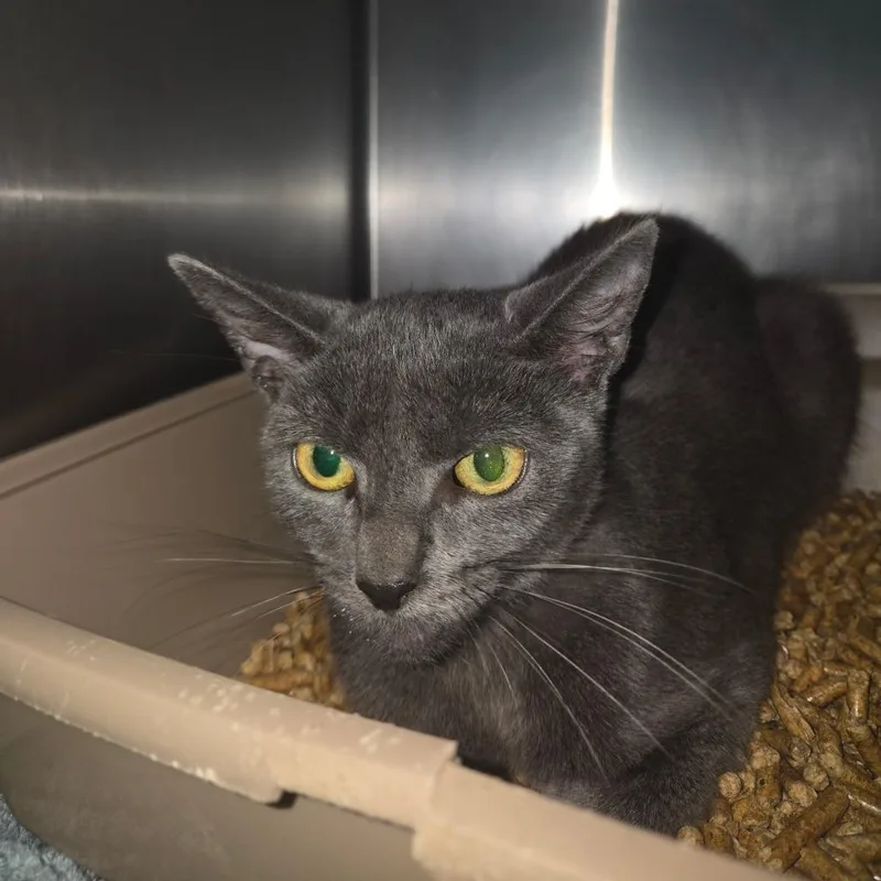 A young medium-sized female Gray / Blue / Silver Domestic Short Hair cat named Kiwi for adoption in Lakeland, FL