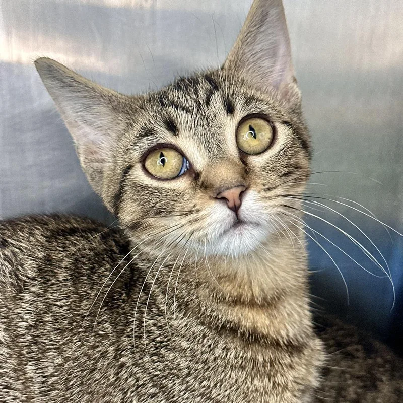 A baby small-sized female Brown / Chocolate Domestic Short Hair cat named Stevie for adoption in Matteson, IL
