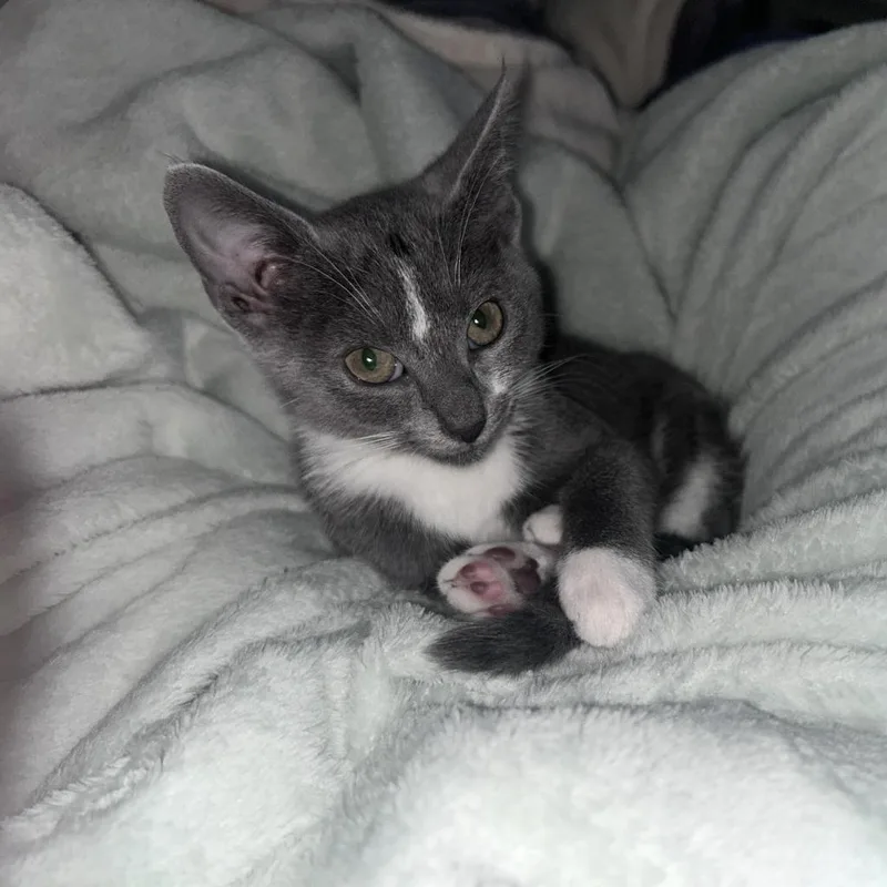 A baby medium-sized female Domestic Short Hair cat named Crunchie for adoption in Youngsville, NC