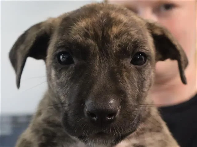 A baby small-sized female Mixed Breed dog named Aurora for adoption in Columbia, SC