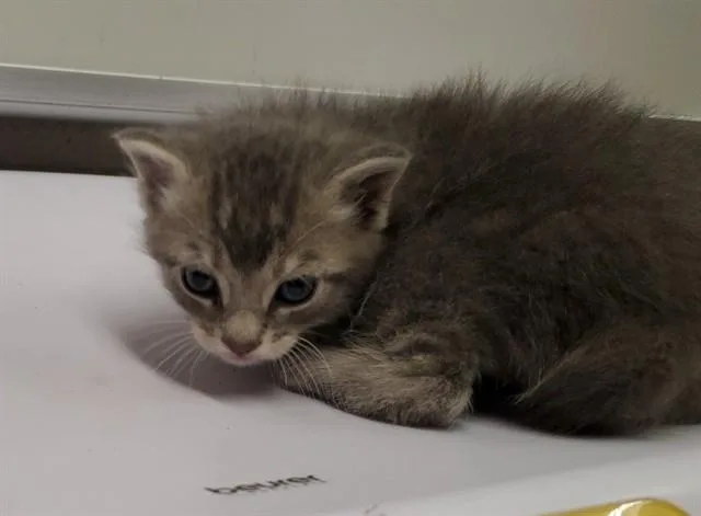 A baby large-sized male Domestic Short Hair cat named Delcorm for adoption in Aurora, IL