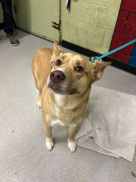 An adult large-sized female Australian Kelpie dog named Roxy for adoption in Indianapolis, IN
