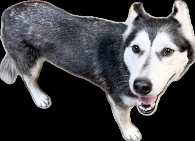 An adult large-sized female Siberian Husky dog named Jazzy for adoption in Los Angeles, CA