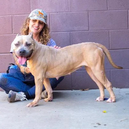 An adult large-sized female Mixed Breed dog named Rilophy for adoption in Chamblee, GA