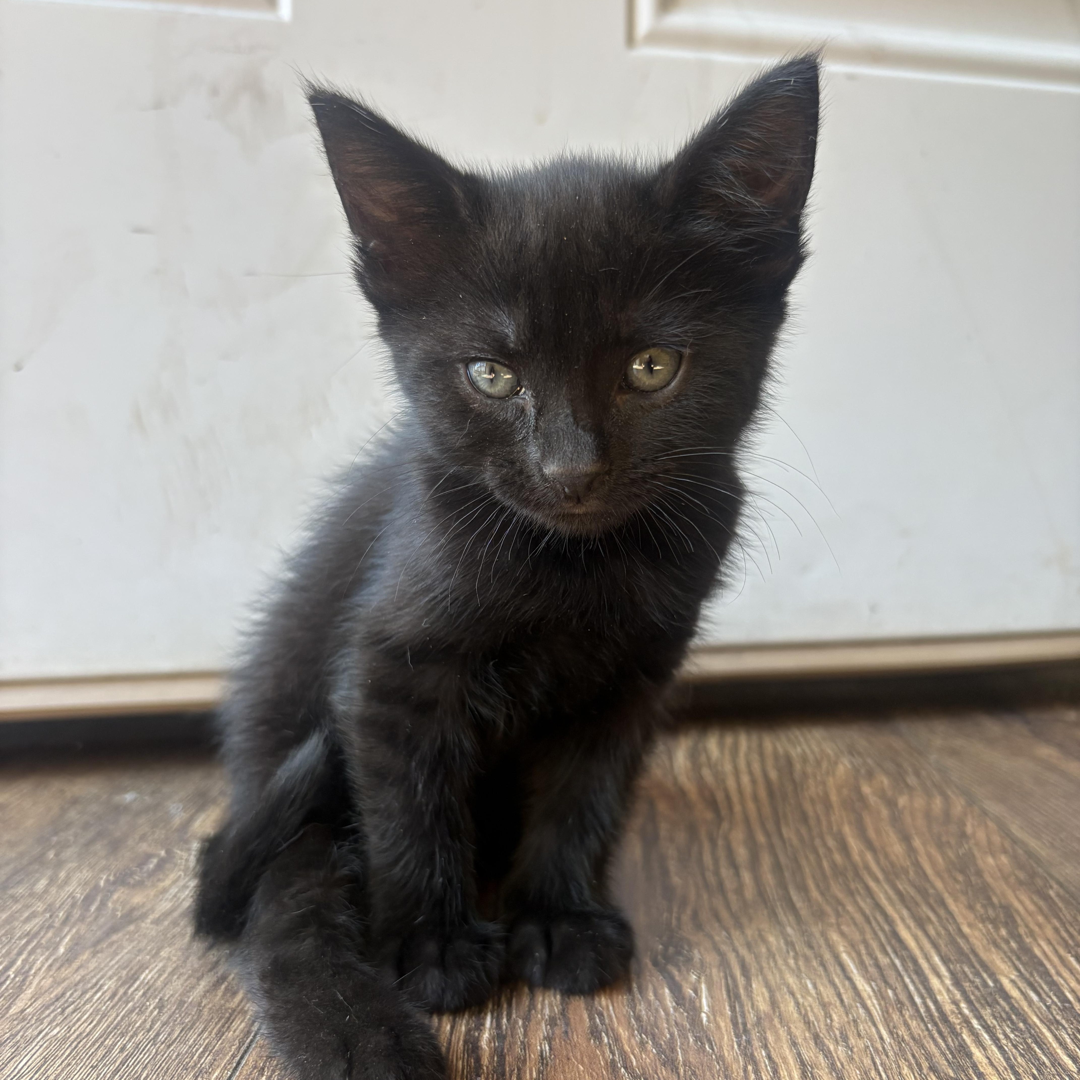 A baby medium-sized female Black Domestic Medium Hair cat named Bear for adoption in Sonora, CA