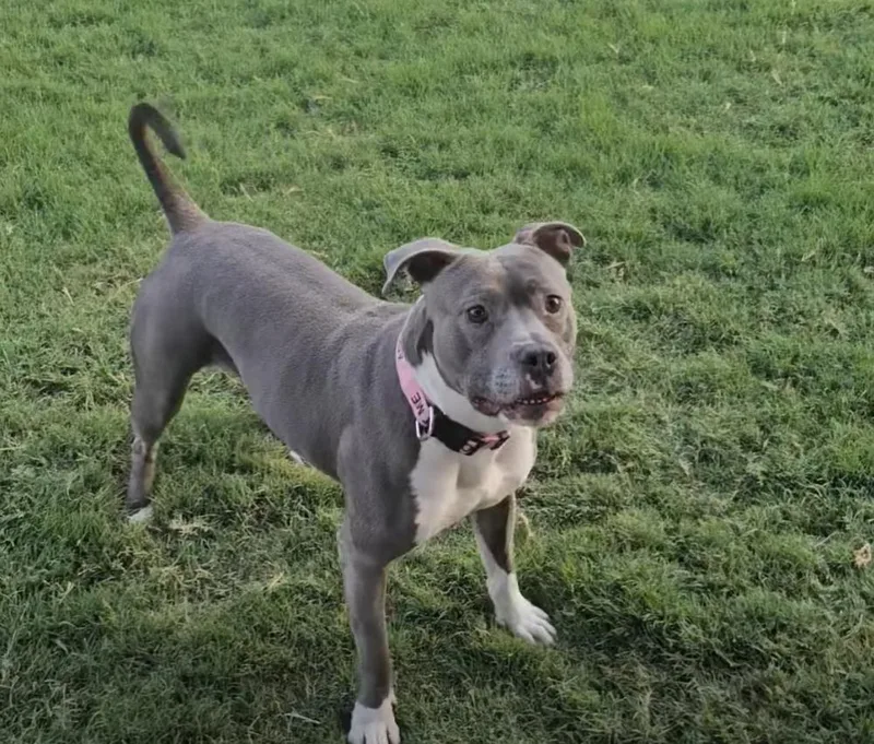 A young medium-sized female Gray / Blue / Silver Pit Bull Terrier dog named Hazel for adoption in Dallas, TX