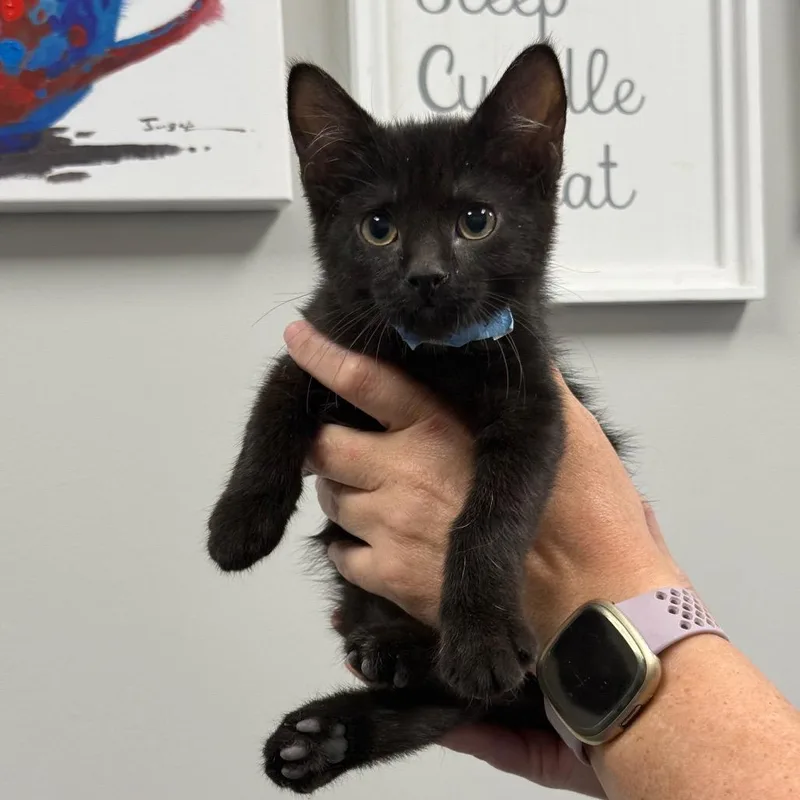 A baby small-sized male Black Domestic Short Hair cat named Bingo for adoption in Spring Hill, KS