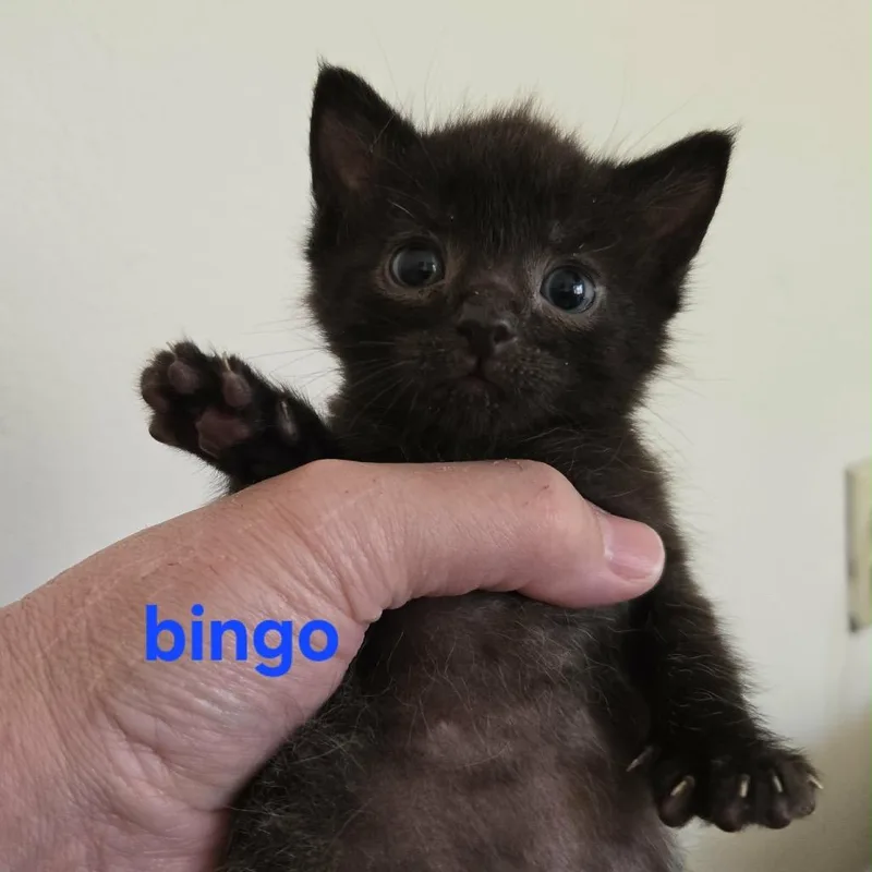 Bingo thumbnail 3