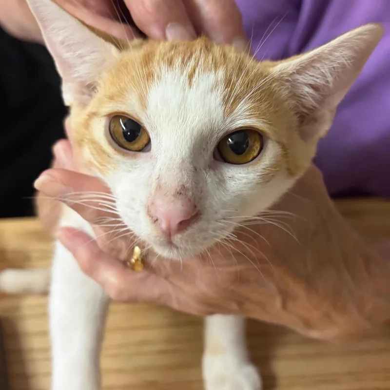 A baby small-sized male Orange / Red Domestic Short Hair cat named Cheddar Dills for adoption in Blairsville, GA