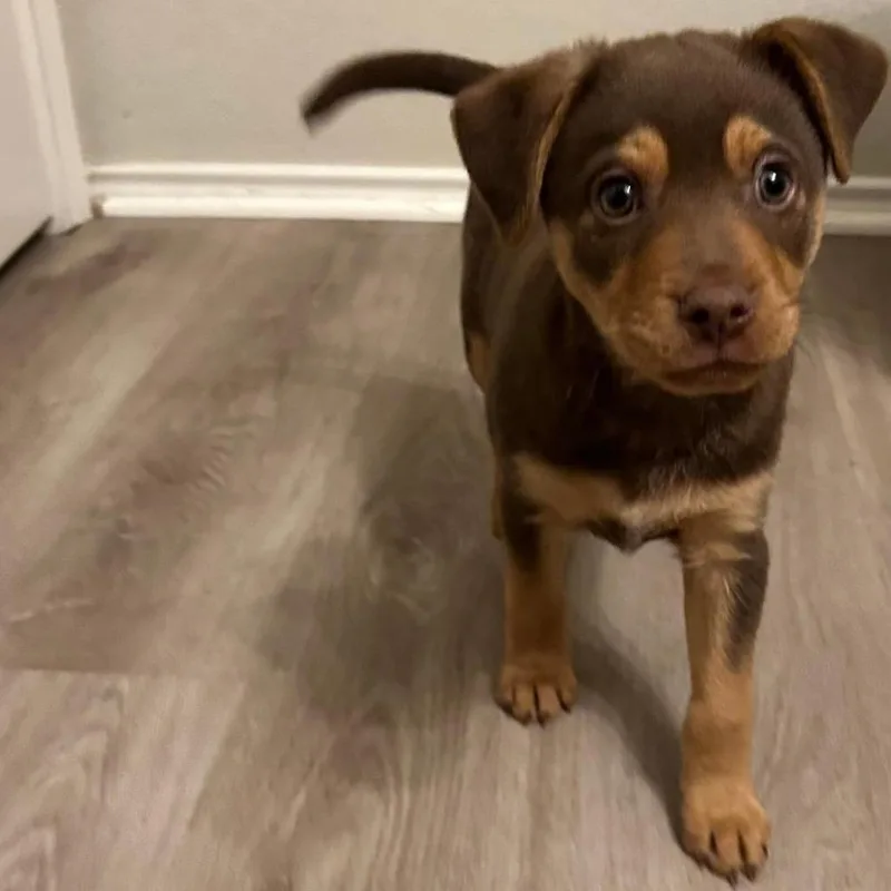 Oakley
