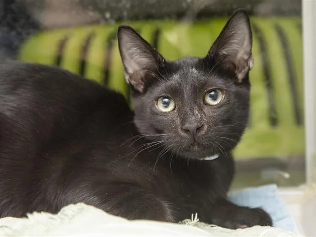 A baby small-sized male Domestic Short Hair cat named Ray for adoption in Phoenix, AZ